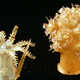 Image for article titled A Rare Collection of Victorian Glass Microbes